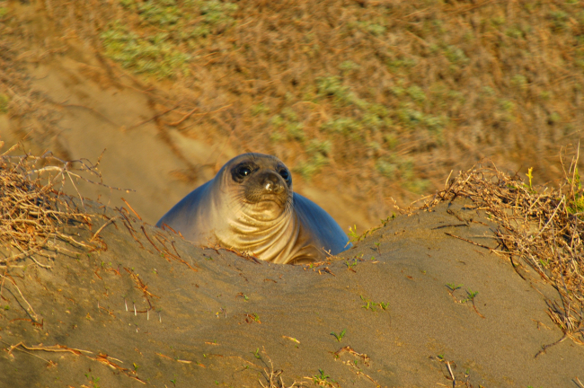 Northern elephant seal (Mirounga angustirostis)