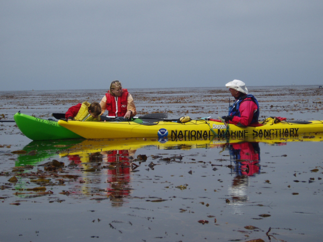 Kayaking off Cannery Row in the kelp bed