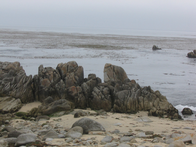 The granodiorite rocky shore and the kelp forests of the Pacific Grove areaof Monterey Bay