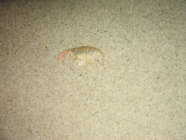 A large amphipod washed up on a sand beach