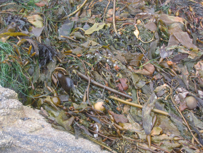 Kelp and eel grass intertwined