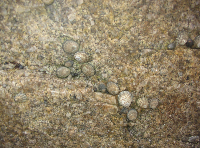 Limpets living at the limit of high water and spray