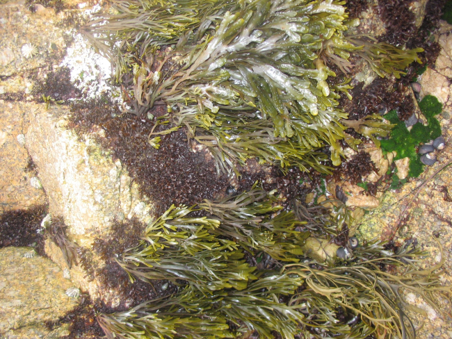 A species of seaweed, green algae, and a few marine snails are seen at the upperlimit of high water