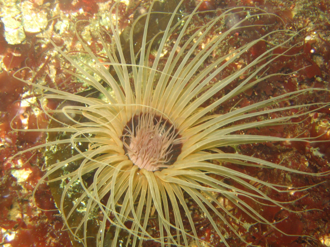 A large cerianthid anemone