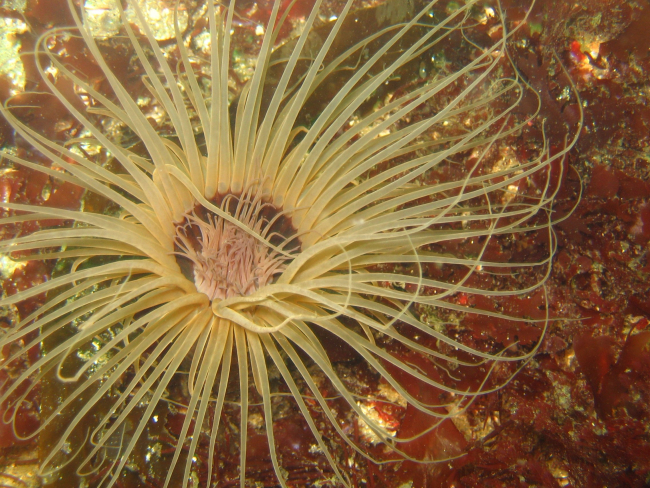 A large cerianthid anemone