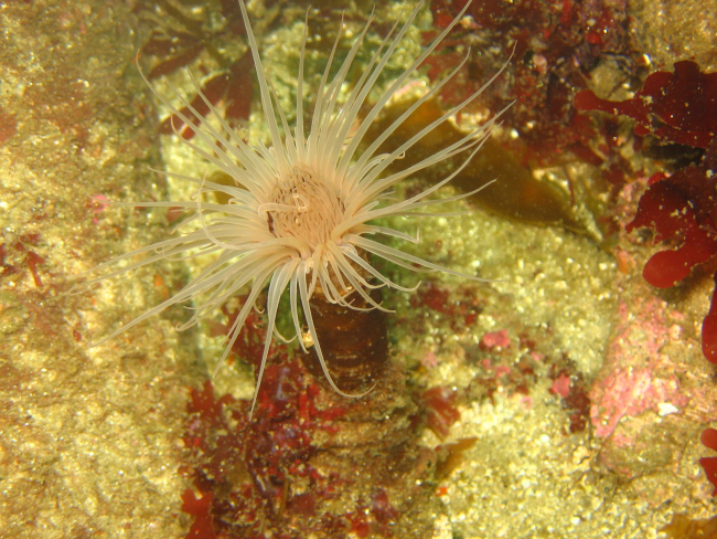 A cerianthid anemone