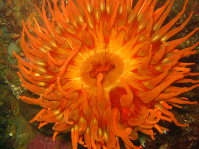 A large orange fish-eating anemone (Urticina piscivora)