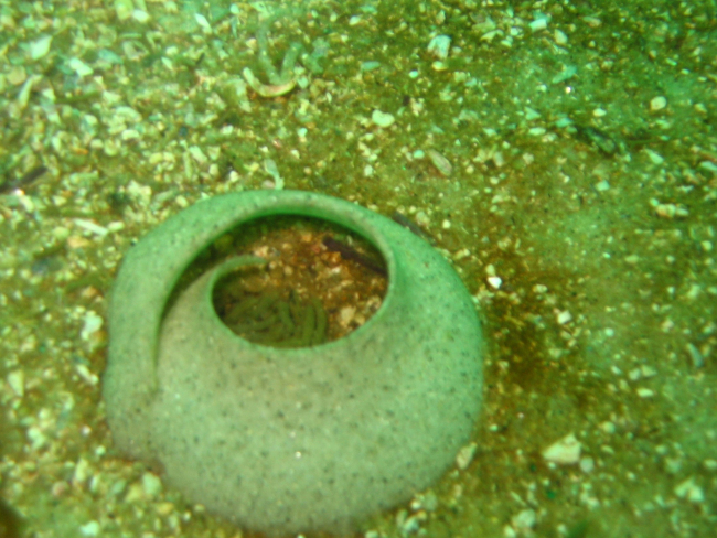 Possibly an egg casing on a shelly gravelly bottom