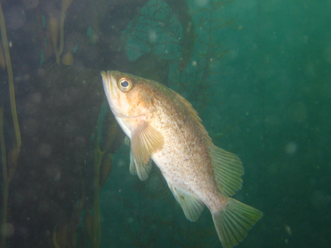 Rockfish, possibly boccacio (Sebastes paucispinis)