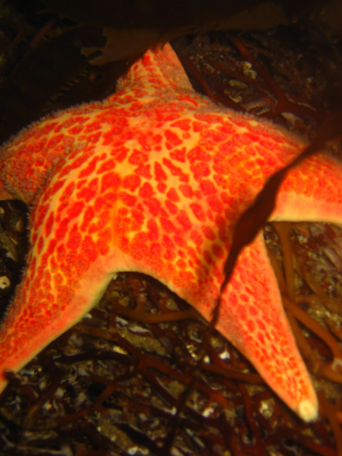 Red spotted sea star