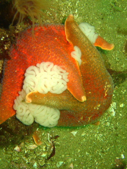 Presumed mating pair of sea stars with eggs