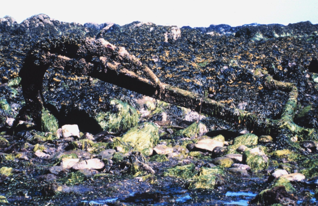 Remains of an anchor at Cape Alava