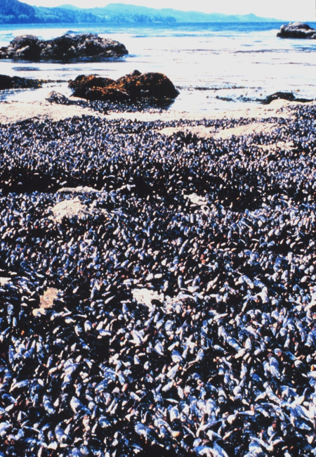 California mussel bed along the Olympic Coast