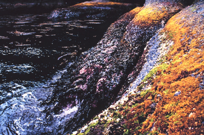 The rocky intertidal zone