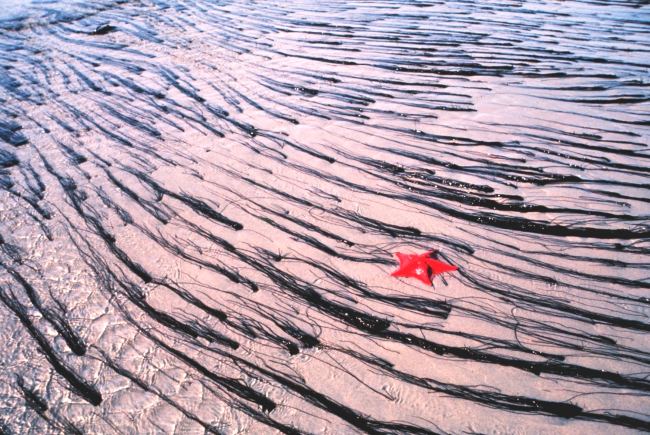 Tidal current patterns in the sand and sea grass at low tide