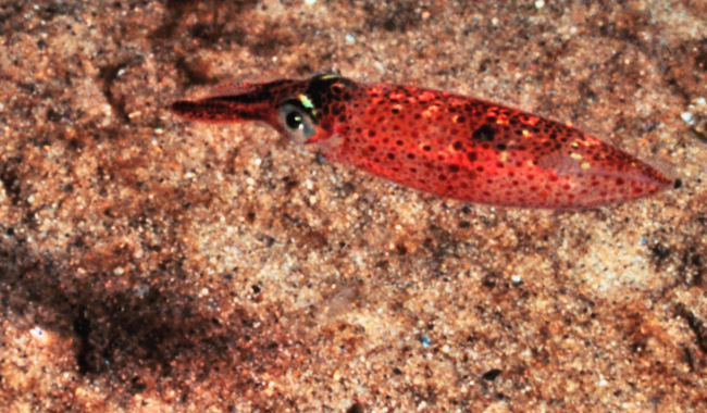 A squid - Illex illecebrosus - cruising over a sandy area of the bank