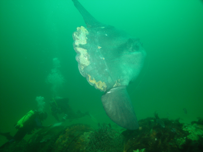 Divers Benjamin Cowie-Haskell and Deborah Marx are buzzed by a largemola mola or ocean sunfish while documenting the shipwreck of the coal schoonerPaul Palmer