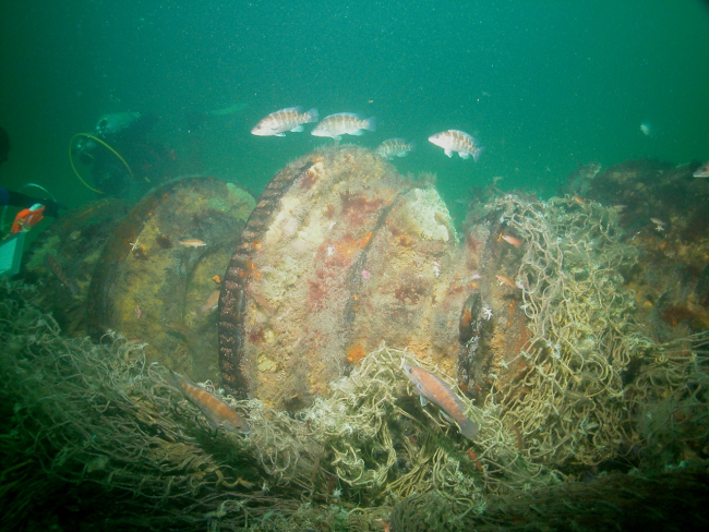 A large trawl net was wrapped around the windlass on the shipwreck ofthe coal schooner Paul Palmer until it was removed by NOAA divers in 2006 