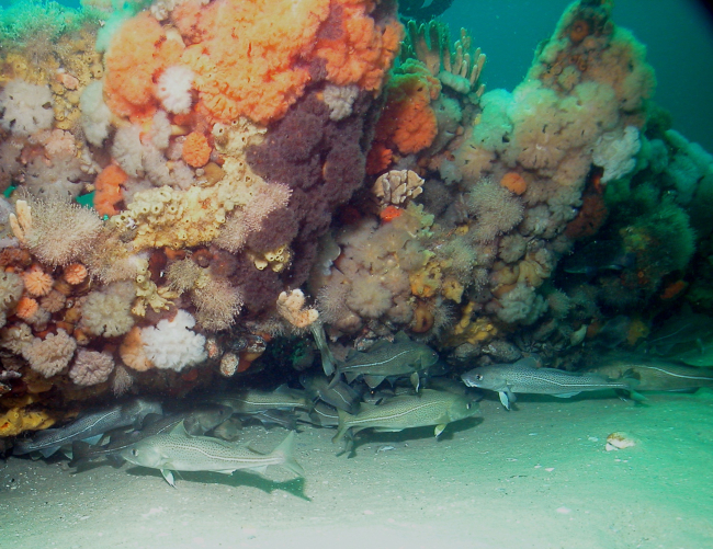 A group of cod hide under the anemone covered wooden frames of theschooner Paul Palmer