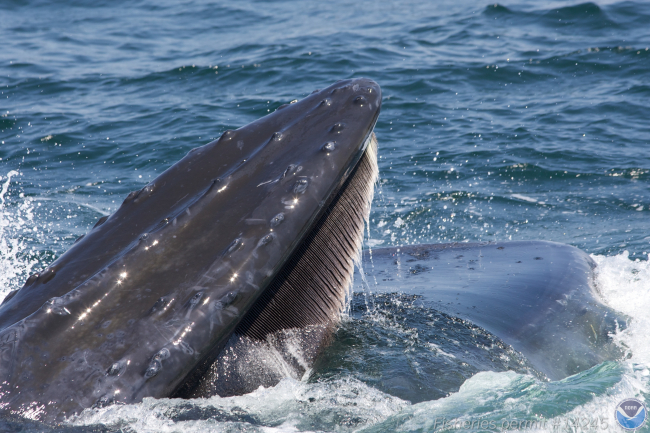 Humpback whale feeding with baleen visible