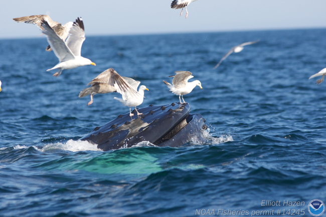 Seagulls landing on mouth of humpback whale