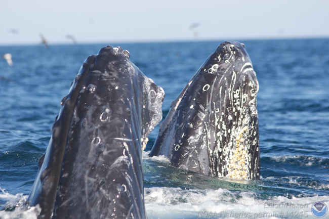 Humpback whales spyhopping