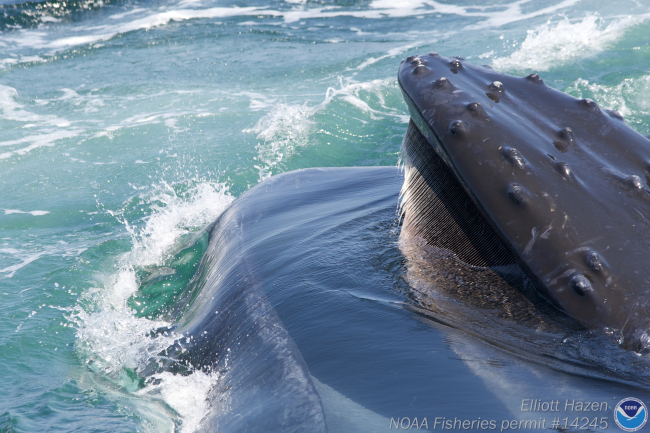 Closeup of baleen in humpback whale mouth