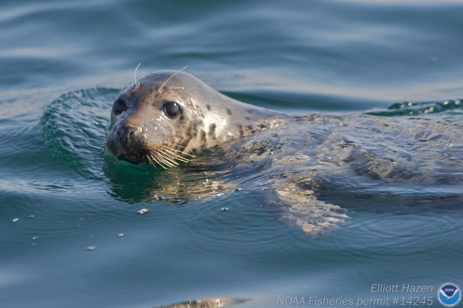 Closeup of a harbor seal