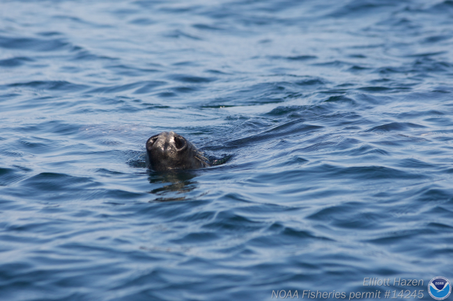Seal nostrils poking above the water