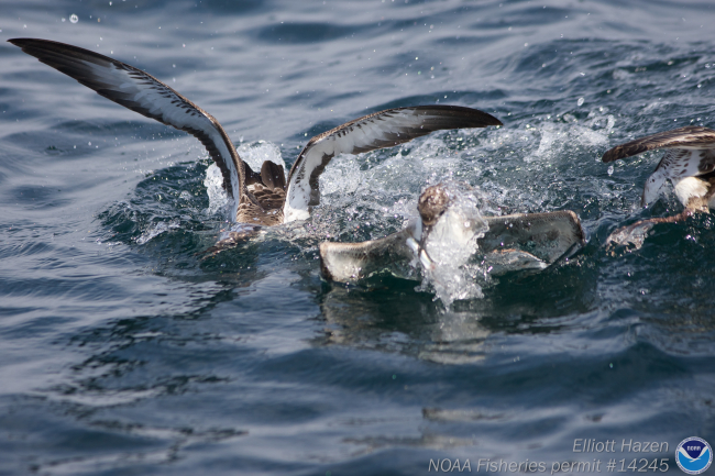 Shearwaters dining