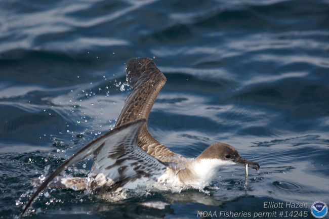 Shearwater dining on fish dinner