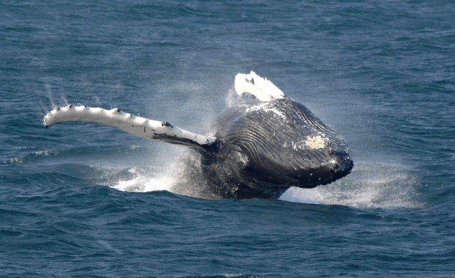 Breaching humpback about to land on its back and produce hugesplash