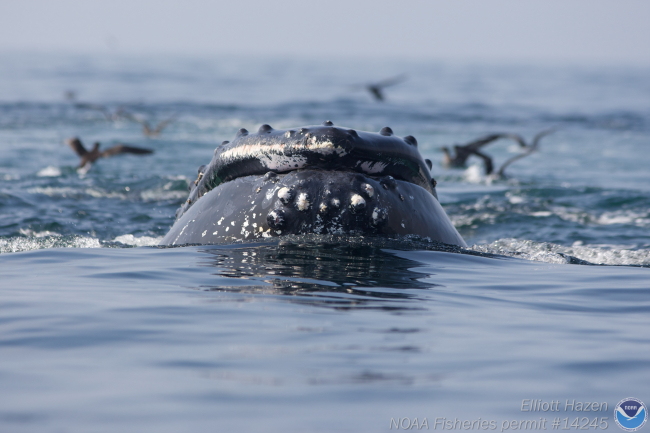 humpback whale plowing through the water