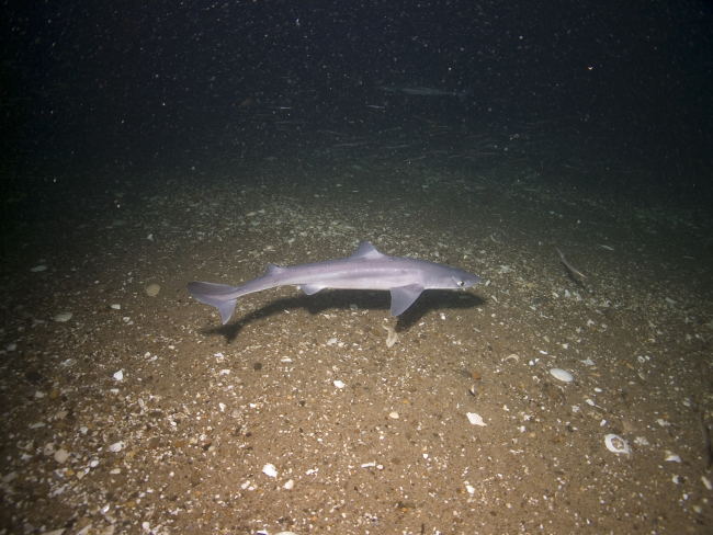 Small shark known as a dogfish