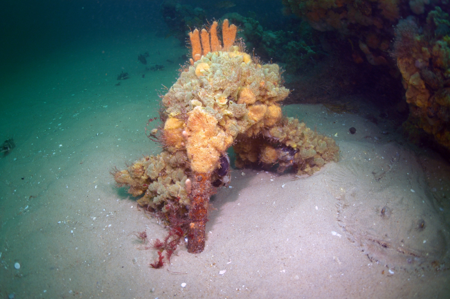 A well-camouflaged monkfish