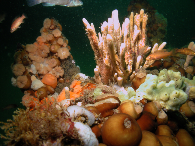 Sponges, anemones, cunners, and other biota