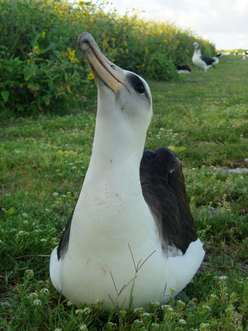 An adult Laysan Albatross