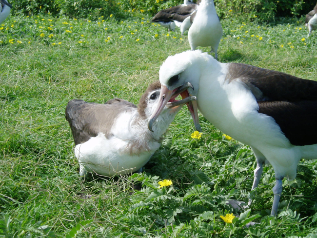 Mealtime for an albatross chick