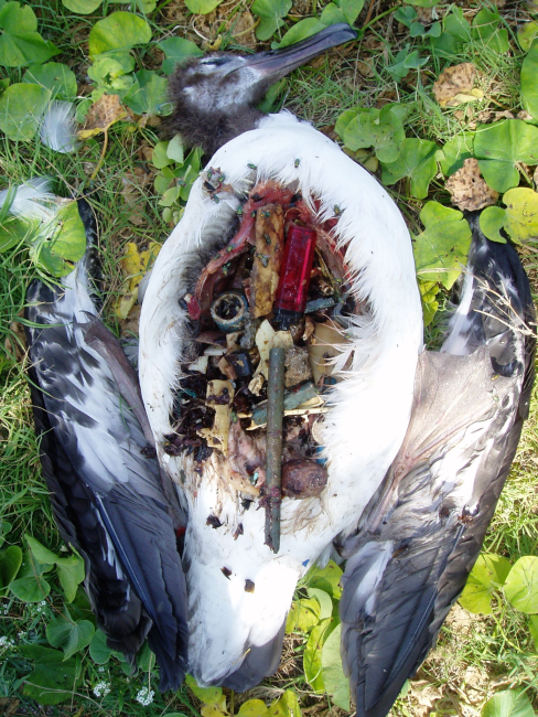 Post-mortem examination of dead Laysan Albatross showing thehuge amount of ingested plastic which caused death
