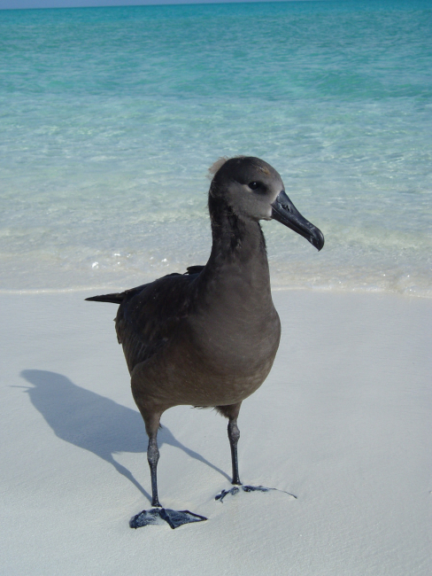 Black-footed Albatross on the beach