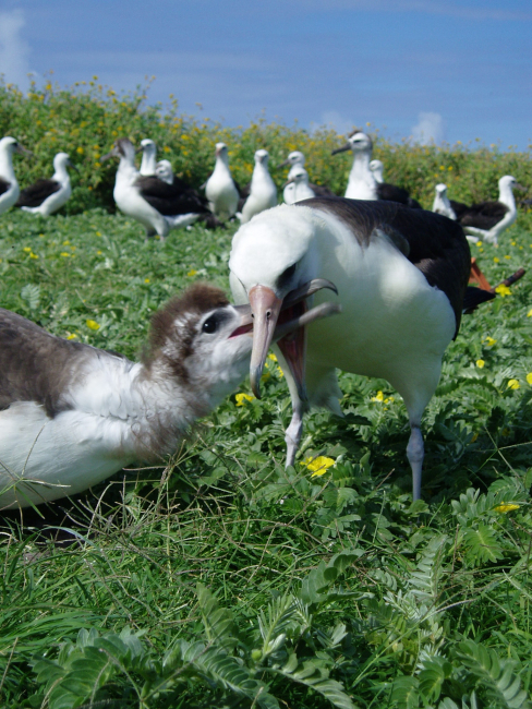 Mealtime for an albatross chick