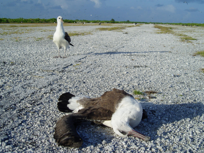 A dead albatross on an old runway
