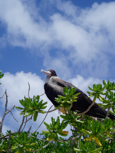 Iwa bird (frigate bird) perched on a low bush