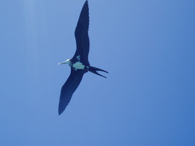 Iwa bird (frigate bird) soaring on the tradewinds