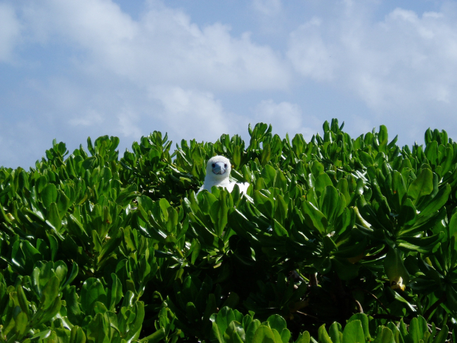 A red-footed booby peering over the bushes from its perch