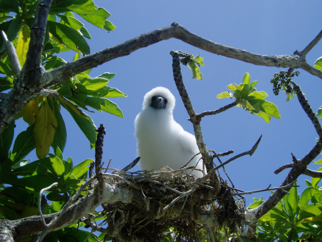 A red-footed booby chick