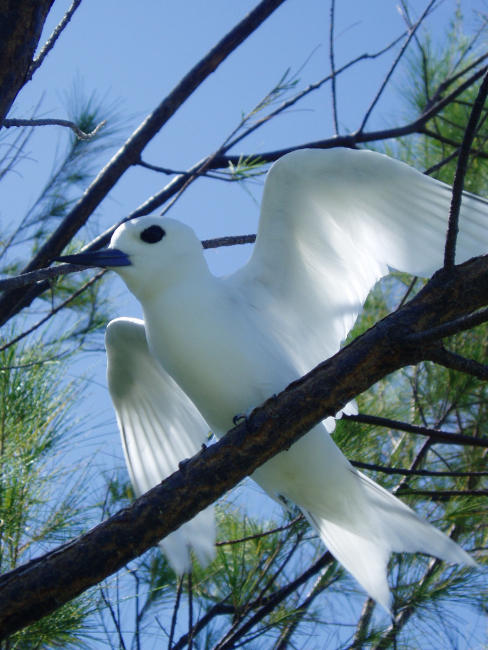 A fairy tern