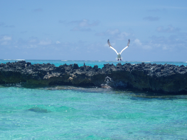 A red-footed booby taking off from a coral islet