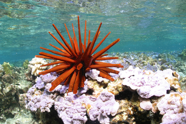 A large pencil urchin