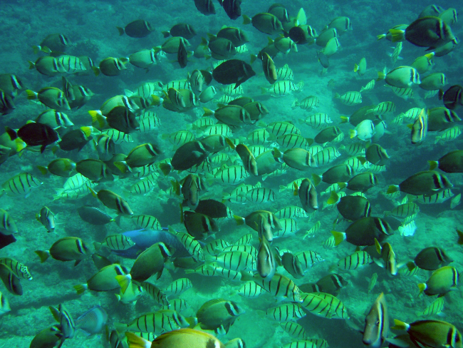 A profusion of reef fish
